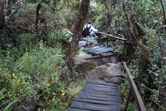 Kinabalu National Park 3