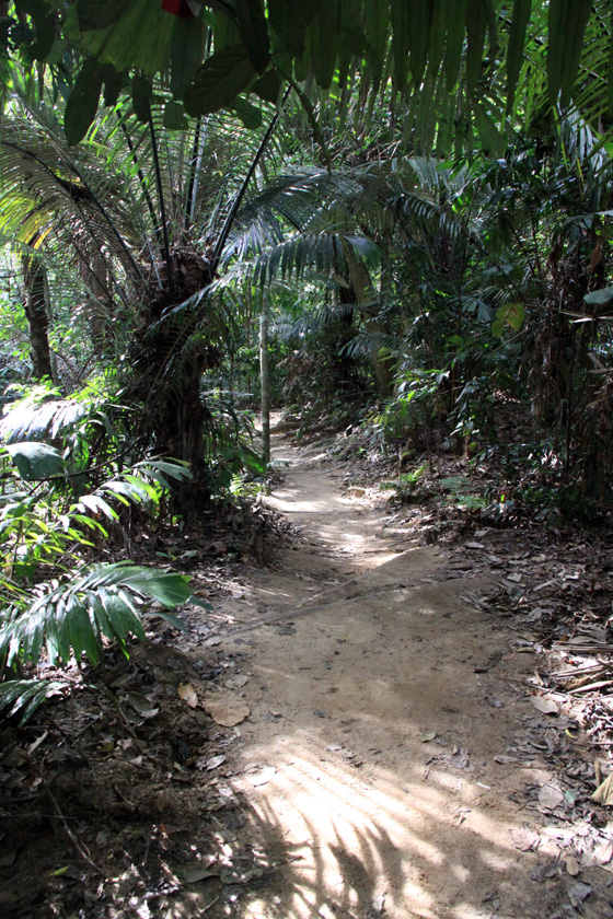 frim jungle path