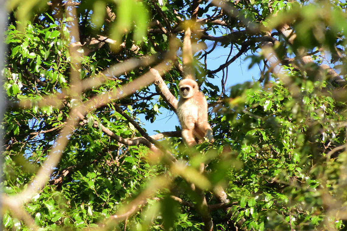 Rompin State Park Lar Gibbon