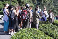 Trip Cameron Highlands tour group at BOH