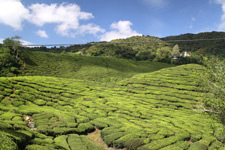 Trip Cameron Highlands tea valleys
