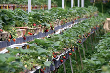 Trip Cameron Highlands strawberries at Green View Garden