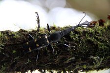 Trip Cameron Highlands beetle