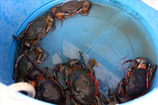 Fresh crab Fresh crab