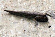 Mudskipper Mudskipper