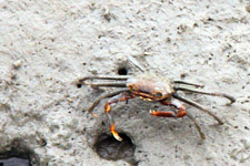 Small crab Small crab