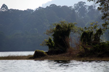 Vegetation at Lake Kenyir