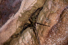 Tiger spider at Bewah Cave 1