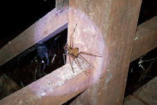 Tiger spider at Bewah Cave 2