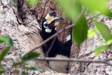 Hornbill nest at the Westin Resort Hornbill nest at the Westin Resort