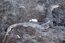 Big monitor lizard Big monitor lizard