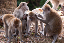 Monkeys in Langkawi Monkeys in Langkawi