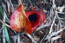 Pitcher plant along the trail