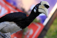 Hornbills at Pangkor Island Hornbills at Pangkor Island