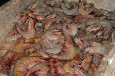 Fresh seafood 2
