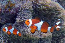 Clownfish at Perhentian