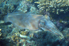 Cuttlefish during snorkeling