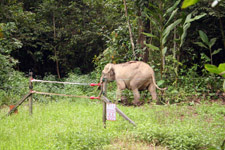 KJC Jungle Camp elephant trespassing KJC Jungle Camp elephant trespassing