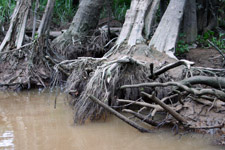 Tree roots along Kinabatangan River Tree roots along Kinabatangan River