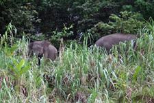 Herd of elephants along Kinabatangan River Herd of elephants along Kinabatangan River