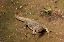 Monitor Lizard in the Kinabatangan area Monitor Lizard in the Kinabatangan area