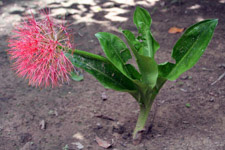 Tropical flower Tropical flower