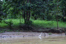 White bird along the river banks at Kinabatangan River White bird along the river banks at Kinabatangan River