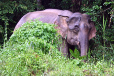 Pygmy elephant in Sabah Pygmy elephant in Sabah