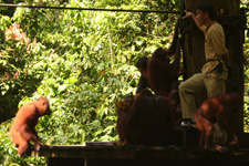 Sepilok Orangutan Rehabilitation Centre in Sabah Sepilok Orangutan Rehabilitation Centre in Sabah