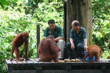 Orangutans 2 Orangutans 2