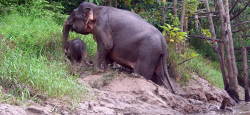 Kinabatangan River Borneo