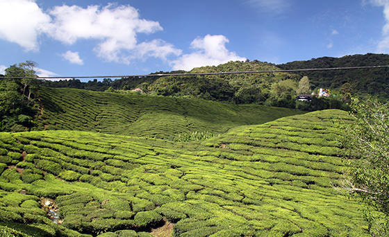 kids-travels-cameron-highlands