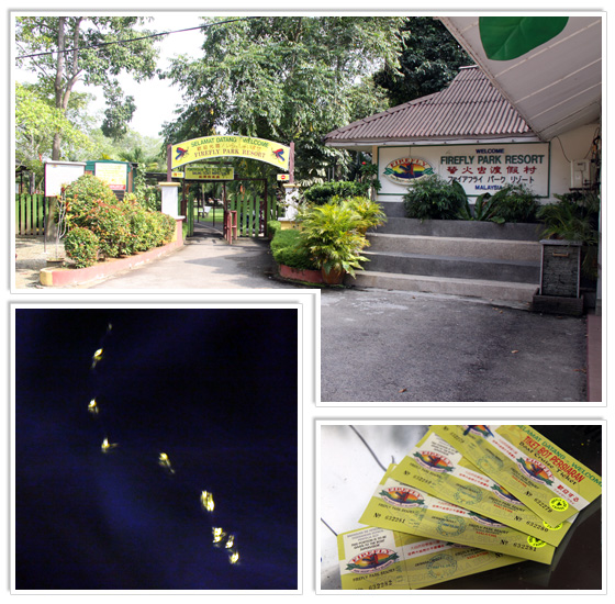 Fireflies at the Kuala Selangor Firefly Park