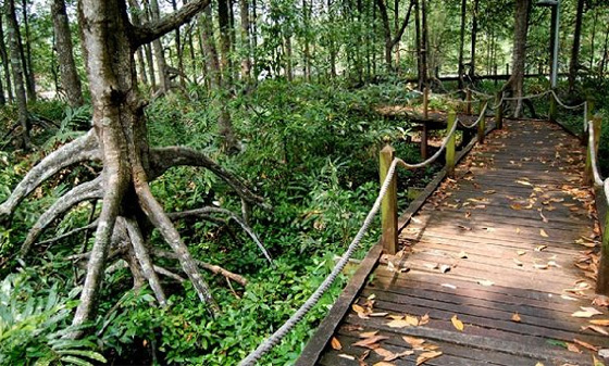 Taiping Matang Mangrove Swamp