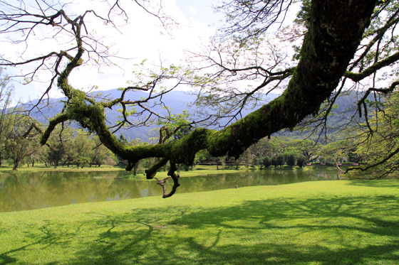 Taiping Taman Tasik 4