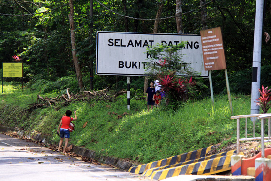 Bukit Larut (Maxwell Hill) 5