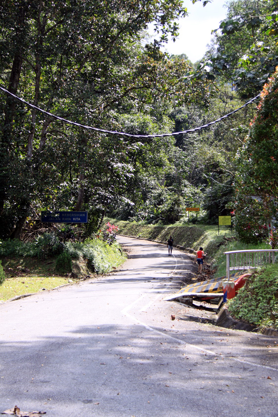 Bukit Larut (Maxwell Hill) 8