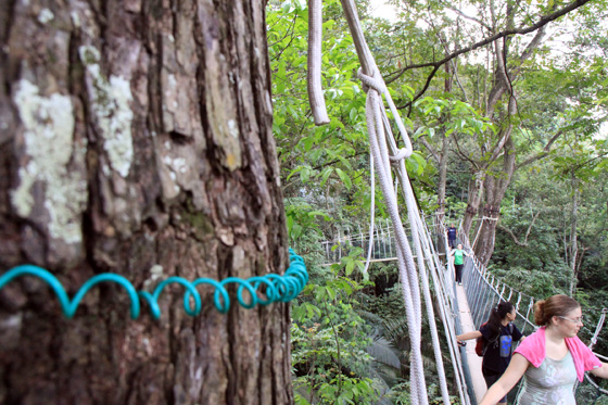 frim canopy walkway 4