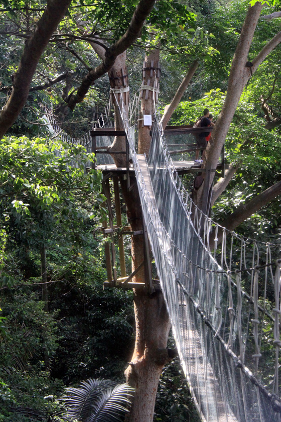 frim canopy walkway 8