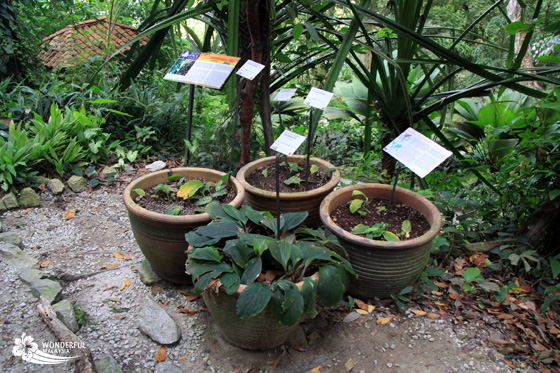 tropical spice garden penang 9