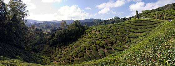 cameron-highlands