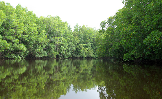 cherating-river-cruise-1