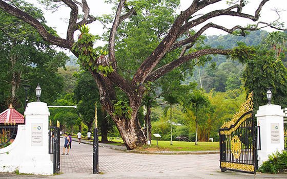 botanic-gardens-penang-1