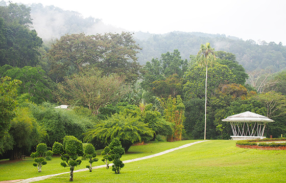 Bunga penang kebun Outdoor Chinese