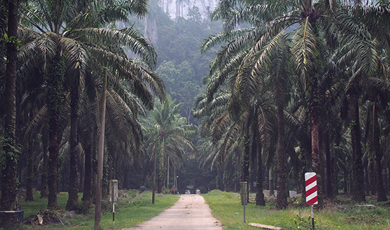 charah-caves-pahang-malaysia-1