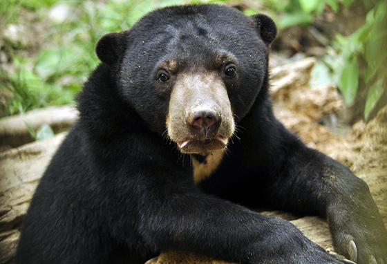 sunbear-malaysia-1