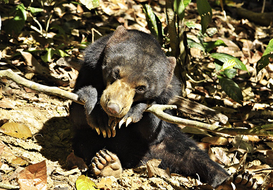 sunbear-malaysia-2