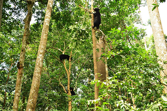 sunbear-malaysia-3