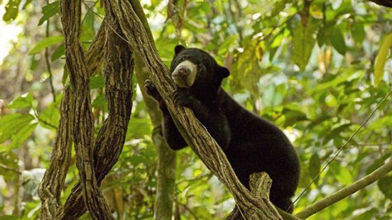 sunbear-malaysia-4