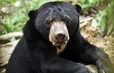 Borneo Sun Bear Conservation Centre